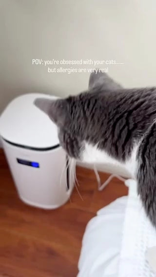 Pawtent in a home with cats