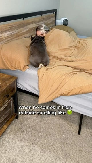 Pawtent with a Frenchie at home