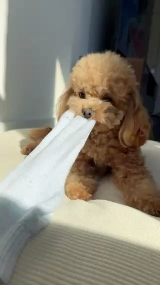 Pawtent with a playful poodle